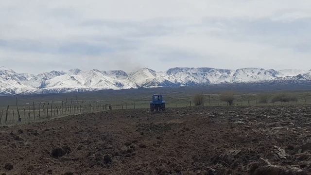 БОРОНАВАНИЕ ПОЛЯ МТЗ 80.Самодельный борона. Весенние п? смотреть онлайн