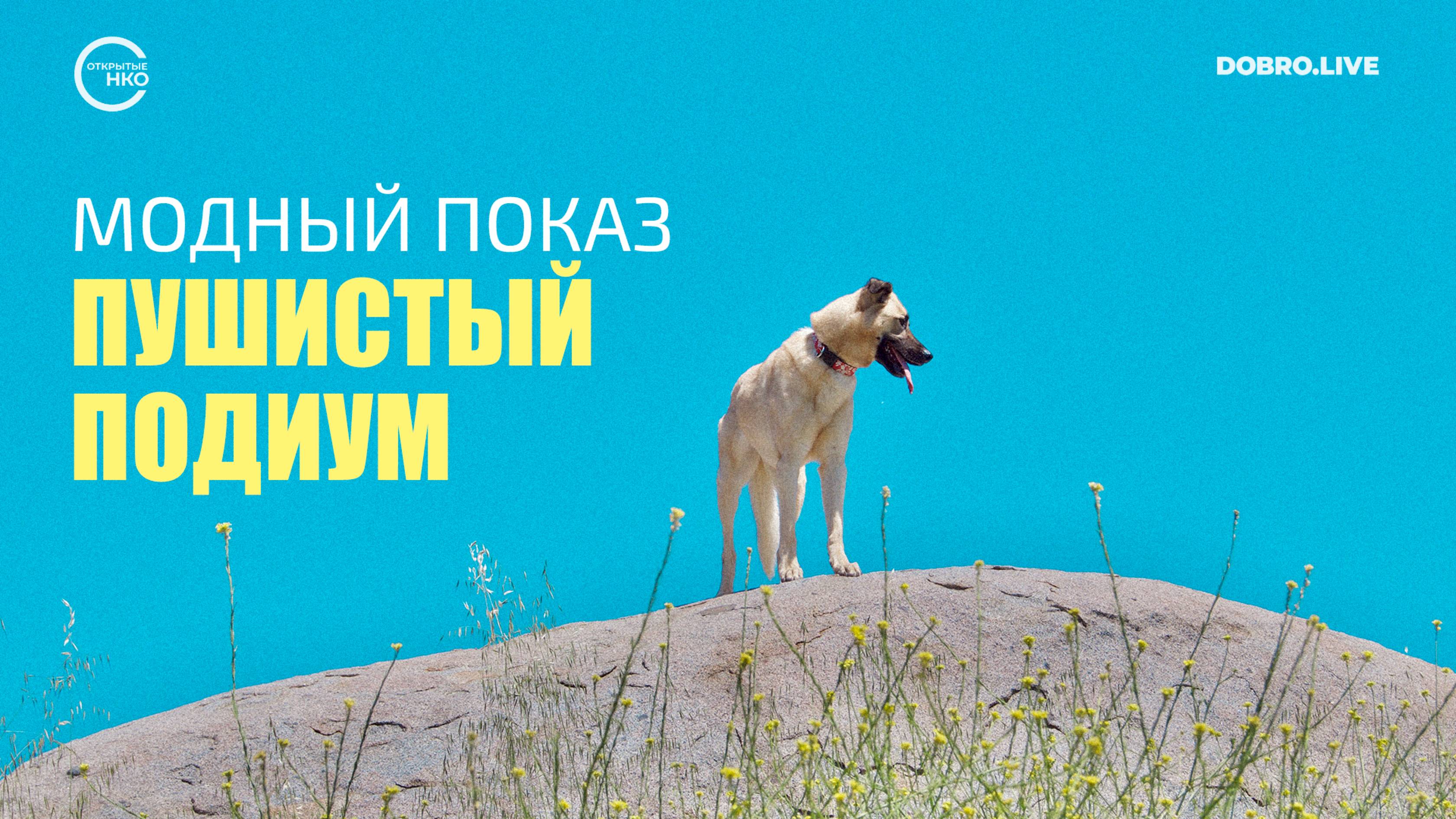 В Твери пройдет модный показ «Пушистый подиум» смотреть онлайн