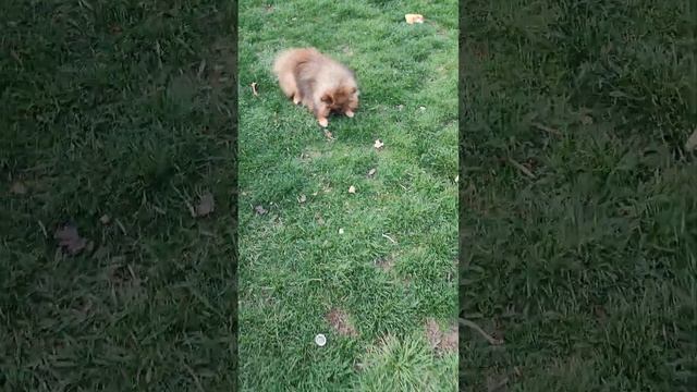 Приветствую Вас из Евпатории Питомник Йорков и Шпицов.Есть свободные детки.Доставка+79788972514