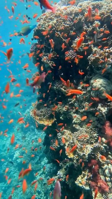 Ras Mohamed National Park| Дайвинг в Шарм ель Шейх с Cinderella Eldawley дай смотреть онлайн