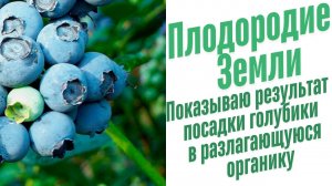 Выращивание голубики в открытом грунте.