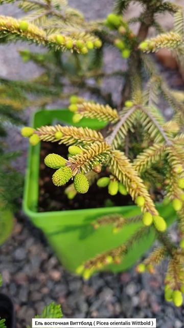 Восточные ели ( Саммерголд, Виттболд, Салфер Флаш ). смотреть онлайн