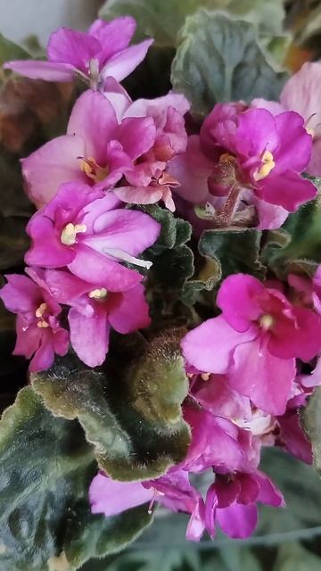 У меня они в мае цветут.