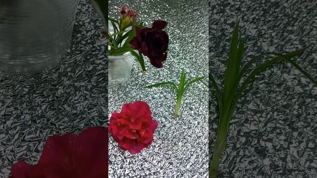 4 ноября 2024 г. Как зимует вегетативная гвоздика в грун смотреть онлайн