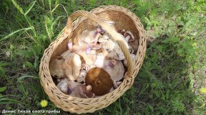 Синеножка, шампиньоны, свинушка весенняя, майская рядовка и другие грибы | грибы май 2025