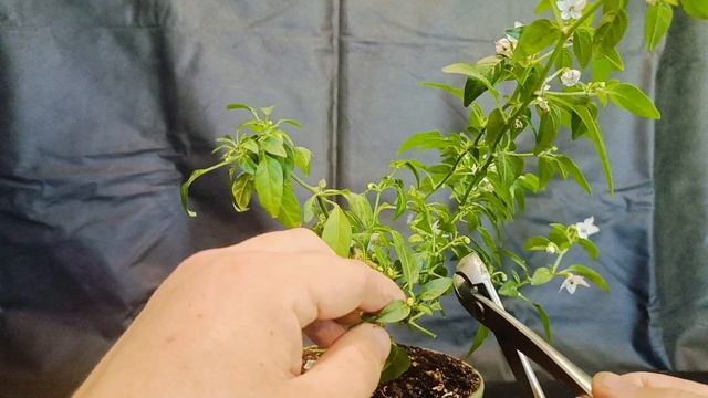 √8 перец бончи