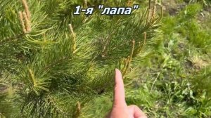 Формирующая ОБРЕЗКА СОСНЫ обыкновенной. Как я формиру