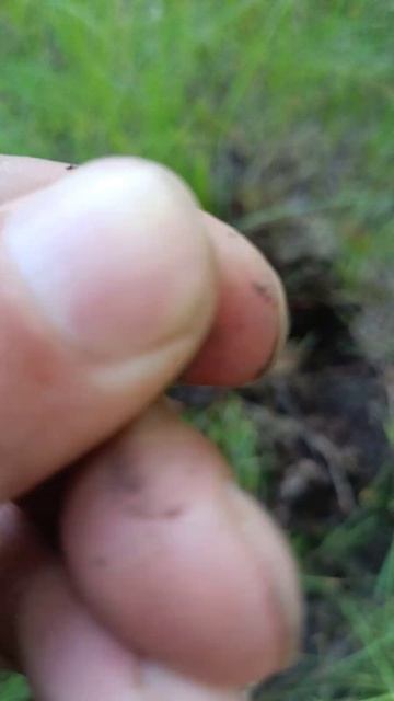 Gauss MD, гаусс мд, 2 копейки 1941 #metaldetecting #металлоискатель #? смотреть онлайн