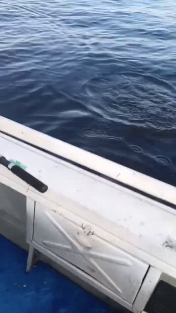 Это Голавль 🐟 но это не точно 😜😂хотя это совсем вро? смотреть онлайн