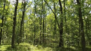 КАК ХОРОШО В ЛЕСУ🌷