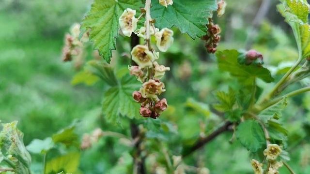 Цветущая смородина. Как цветёт смородина смотреть онлайн