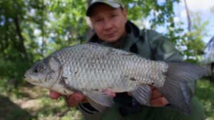 Рыбалка на сазана и карася