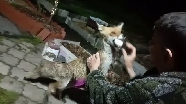 (1021) Лиса приходит в гости. Май 2025 смотреть онлайн