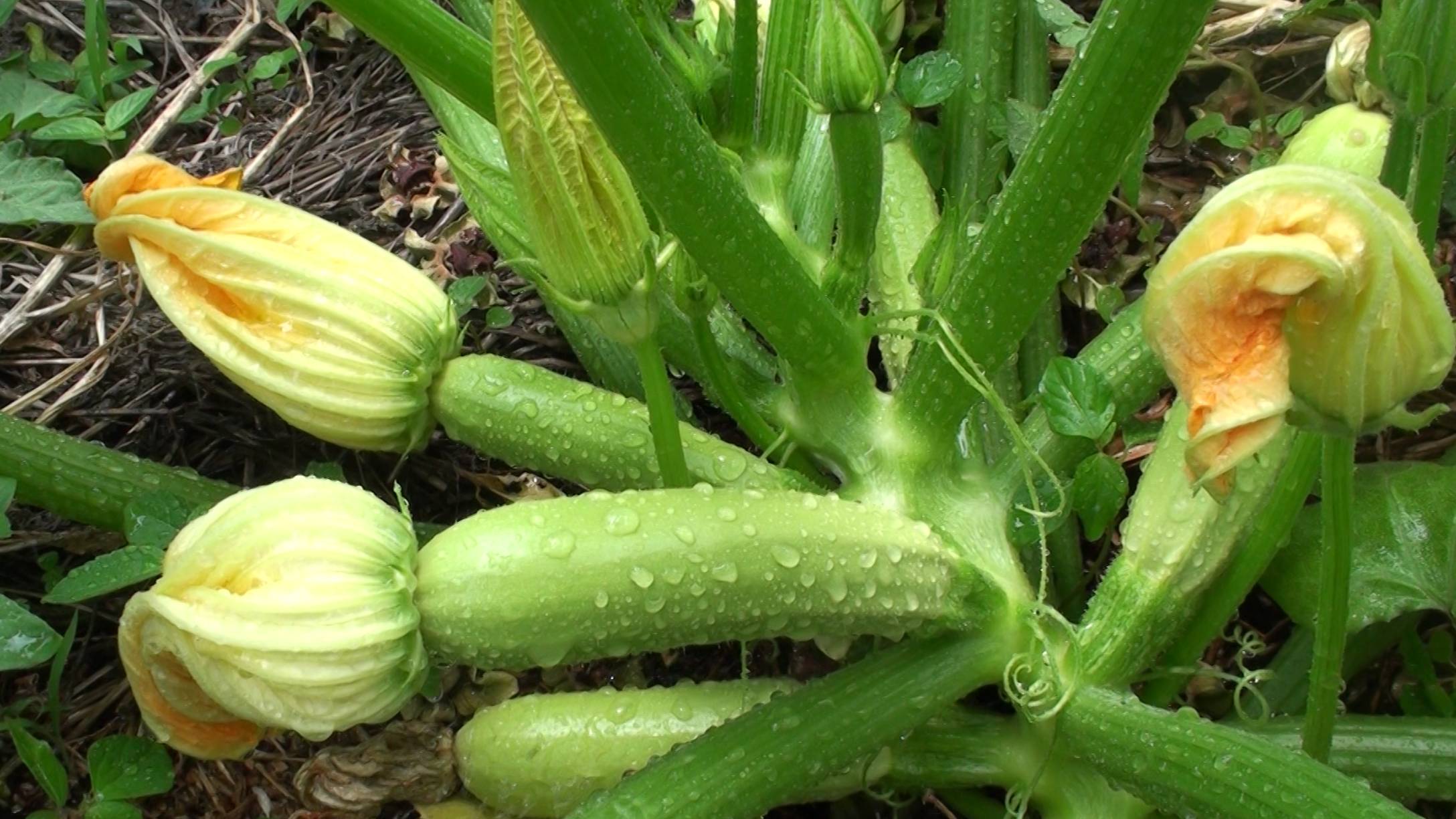 Как подготовить урожайные лунки под тыквы и кабачки. Советы опытных дачников смотреть онлайн