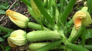 Как подготовить урожайные лунки под тыквы и кабачки. Советы опытных дачников