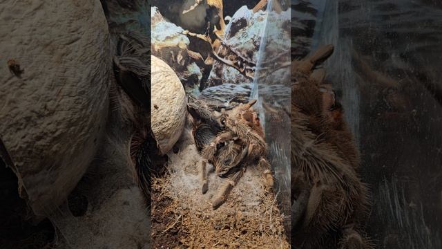 Линька паука-птицееда