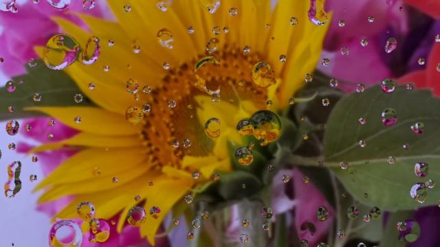 Семичка таги борон смотреть онлайн