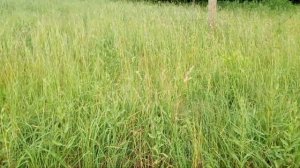 Беспальцевая косилка кс-1,8 в работе.