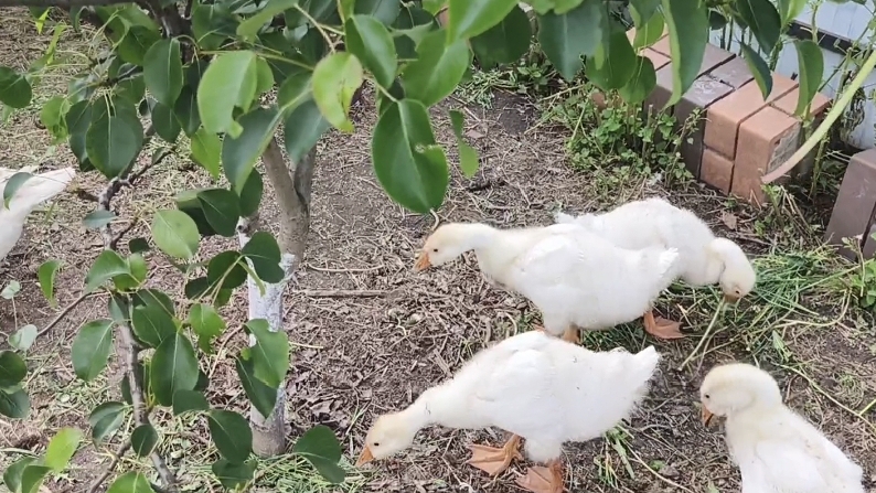 Вывели гусей на улицу. Мини ферма. Гусиные истории смотреть онлайн