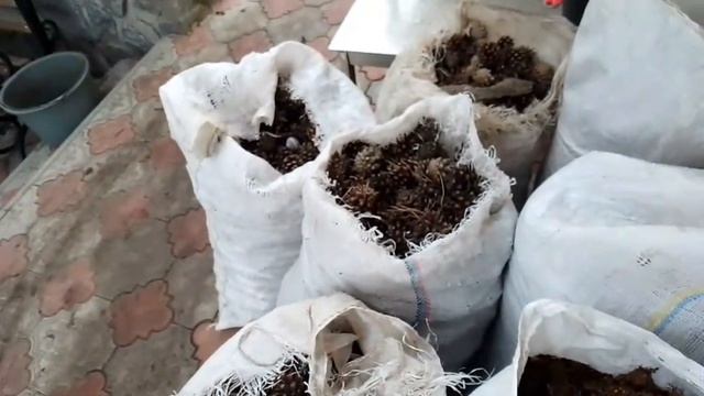 Уникальный способ посадки голубики, о котором вы не зн