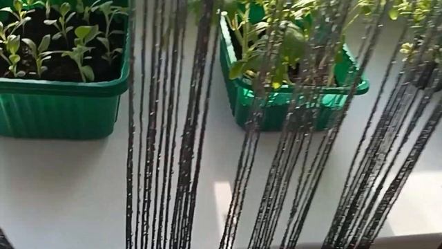 ПОХОЛОДАЛО// РАССАДА ХОРОШАЯ// ПРОВЕРЯЕМ ОПРЫСКИВАТЕЛ? смотреть онлайн