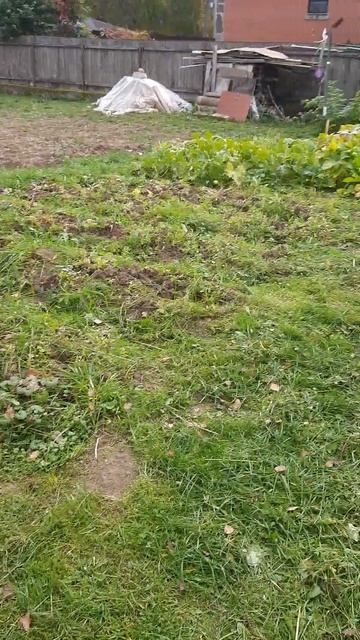 Мотокультиватор DDE Гном-3 перед началом работы смотреть онлайн