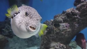 Пираньи. Рыба-дракон. Крылатка. Рыба-хирург. Рыба-клоун. Москвариум. Май 2025