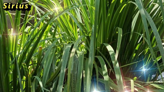 Зеркала после смерти в доме: почему их нужно закрывать смотреть онлайн