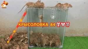 Крысоловка вариант (84) 🐀 Как сделать крысоловку своими руками и поймать кучу крыс 🐀🐁🐀