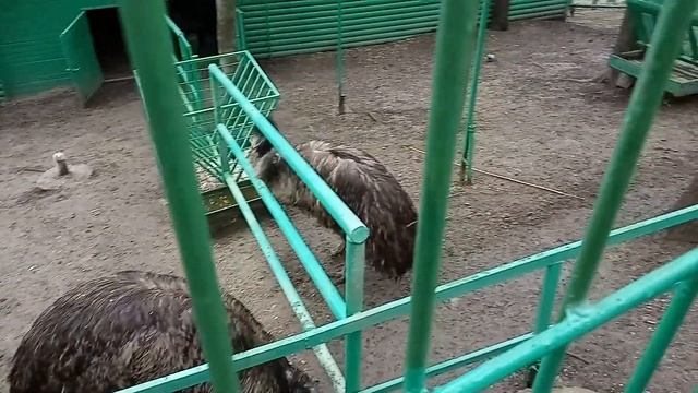 Кок Тобе зоопарк