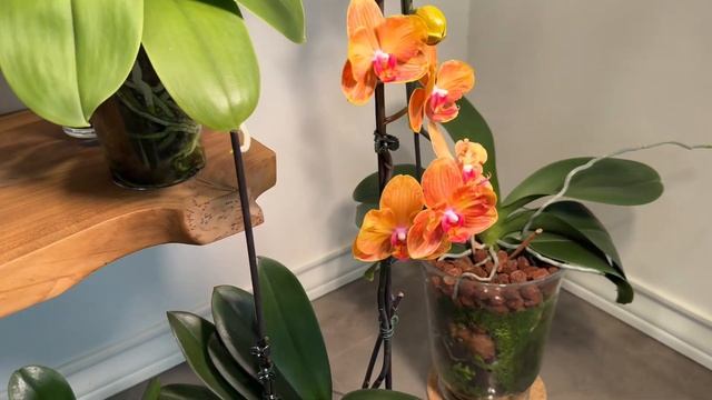 Новости с полок орхидей фаленопсис, алоказии, хойи. Phal. смотреть онлайн