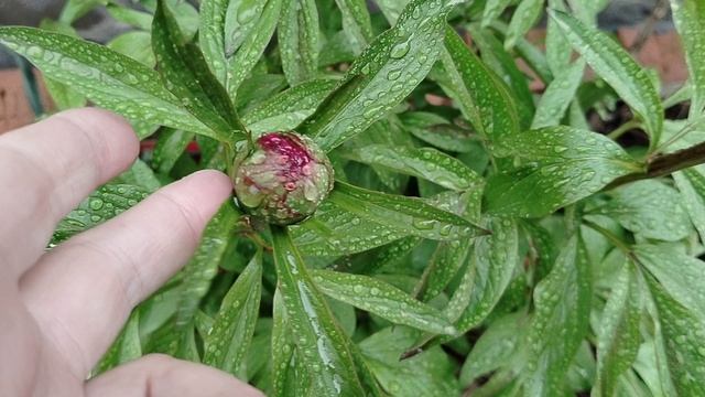 пионовые кустики в мае 2025 смотреть онлайн