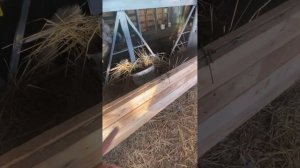 Рассказываю подробные размеры про стойлу для Бычков