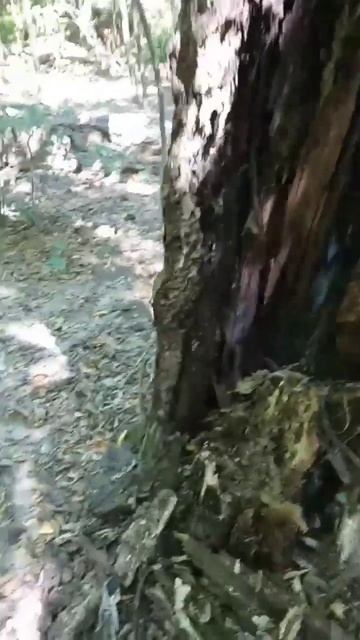 Олег из парка и сапёрная лопата #прикол смотреть онлайн