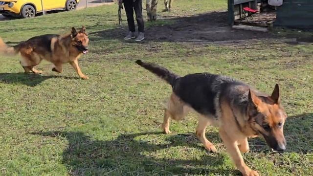 ВЕСЁЛОЕ ЗНАКОМСТВО. Немецкие овчарки Лола и Арес. 21.03.24 Одесса.