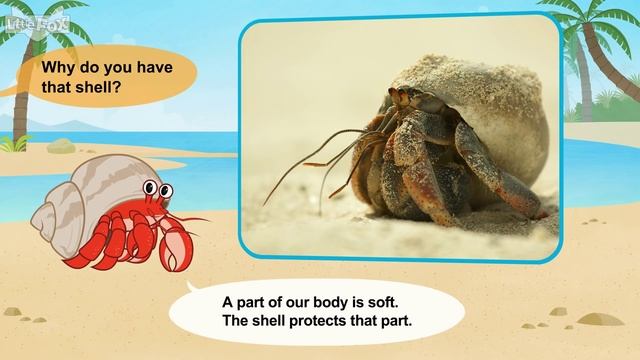 Meet The Animals 34_ Land Hermit Crab _ Level 2 _ By Little Fox