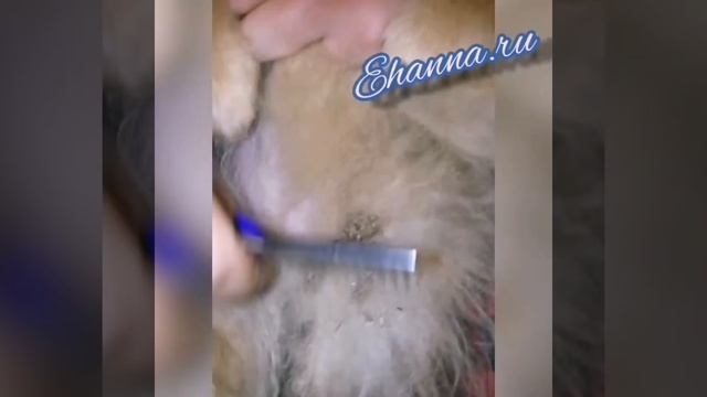 Шпиц в новом доме. смотреть онлайн