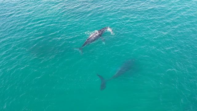 Инфразвук. Целительная частота китов. Секреты океана.Музыка для души смотреть онлайн