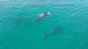 Инфразвук. Целительная частота китов. Секреты океана.Музыка для души