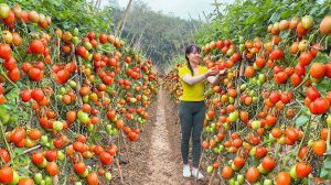 Сбор урожая свежих помидоров, для продажи на деревенском рынке. Трудяга из Вьетнама.