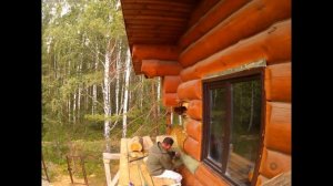 Замена сгнившего угла в деревянном доме