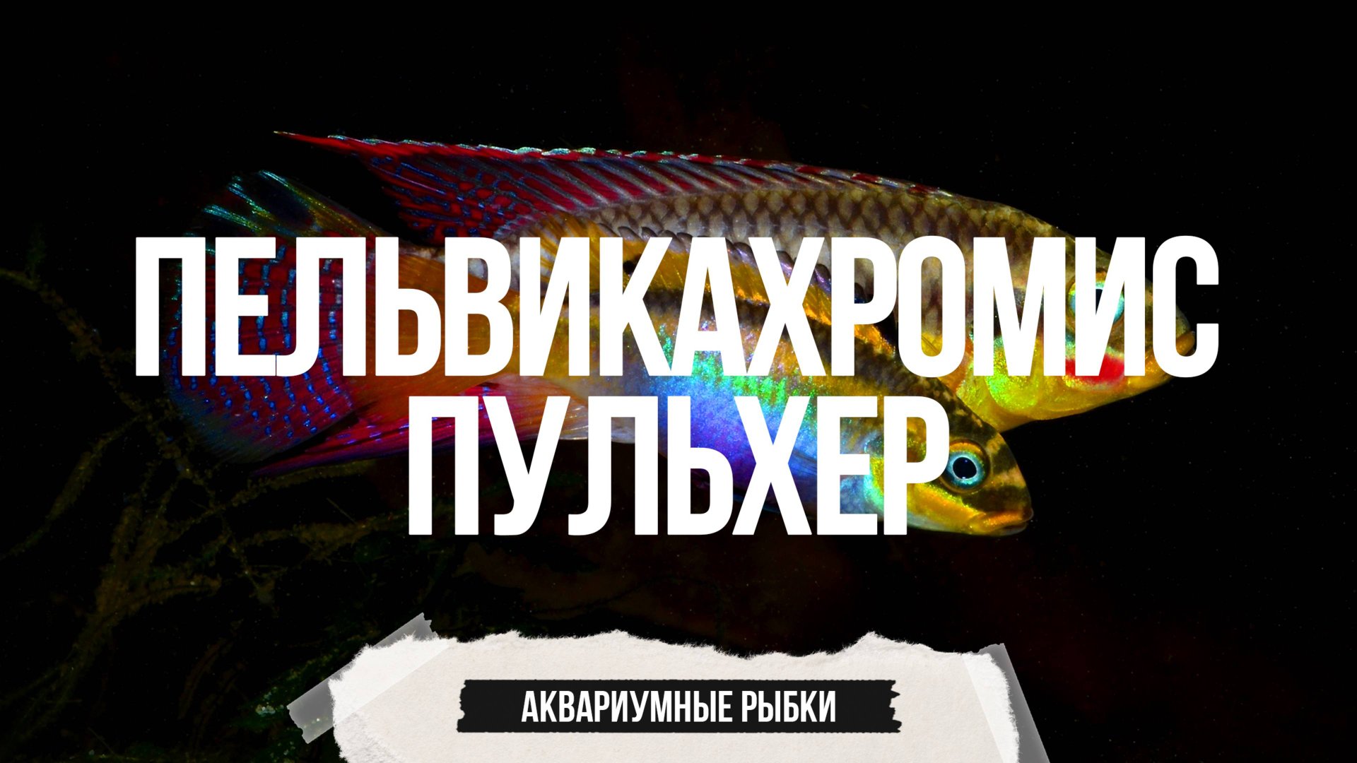 Очень красивая карликовая цихлида - Пельвикахромис Пульхер