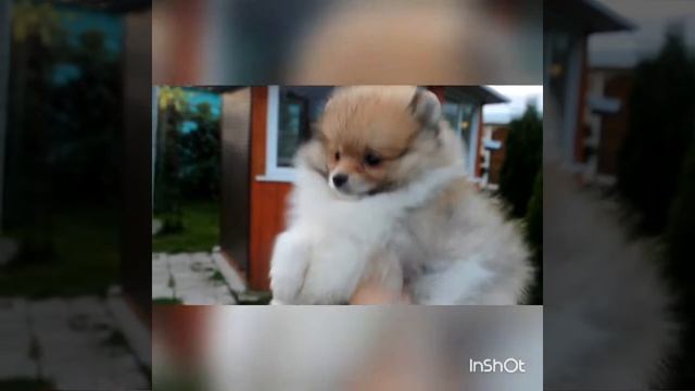 Патиколорный Померанский шпиц