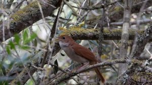 Как поет камышовка.