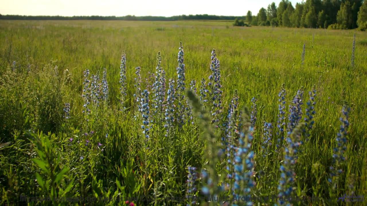 Этот трек звучит лучше всего среди этих полей - Just For Fun -- Ketsa -- Abundance