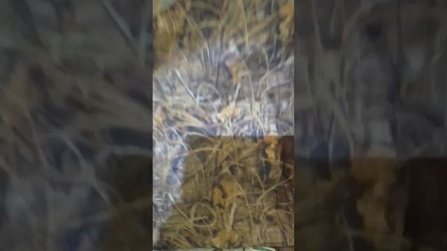 ✌️👽 СОБИРАЮСЬ НА 🏹ОХОТУ, ВИДЕО ВЫЛЕТЕЛО...🦆🦆🦆🦆