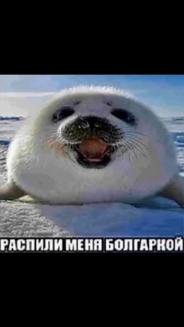 Пожалуйста!!! Распили меня болгаркой ну распили🙏🥺🥺? смотреть онлайн