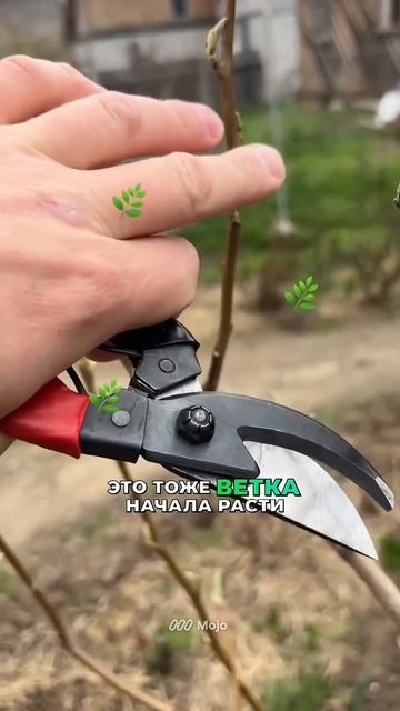 #обрезкадерева #обрезкасада #обрезкагруши #обрезкавиш смотреть онлайн