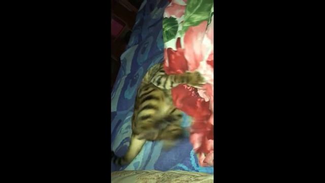 БОЙ С ОДЕЯЛОМ. I Fight with a blanket. Bengal cat Dulsineya productions .. смотреть онлайн