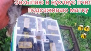 Засыпаю в нуклеус пчёл, подсаживаю матку .